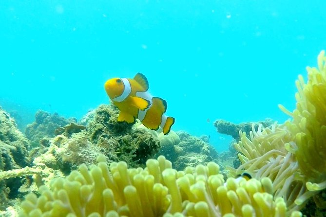 Local Reef Snorkelling and Deserted Beach - Who will enjoy this outing most