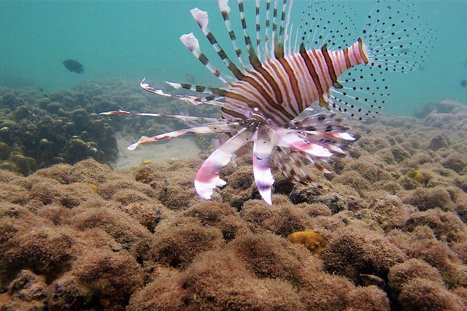 Local Reef Snorkelling and Deserted Beach - The local taxi ride and fishing-village pier