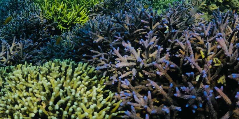 Lombok:Privat Snorkeling Gili Nanggu,Gili Sudak,Gili Kedis. - Why these three southwestern Gilis make a good day trip