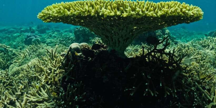 Lombok:Privat Snorkeling Gili Nanggu,Gili Sudak,Gili Kedis. - Guides, transport, and the pace of the day
