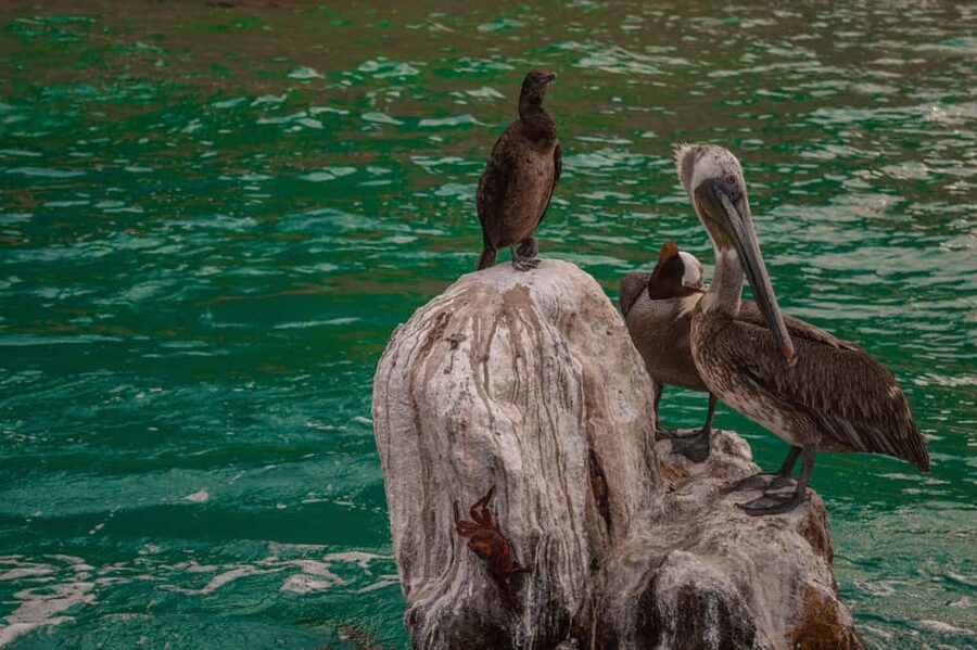 los cabos arch tour & drinks +snorkel tour - Guides, captain, and the feel on board