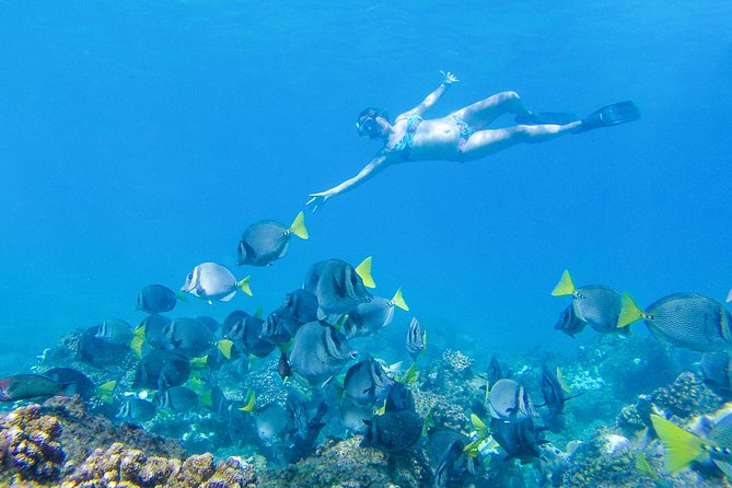 Los Cabos Power snorkel Adventure, Kayaking and Stand-Up Paddle - Quesadillas, salsa, and the food question