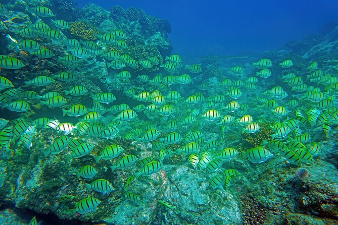 Los Cabos Snorkeling Tour by Speed Boat with Photos Included - A Speedboat Start at Cabo San Lucas Marina