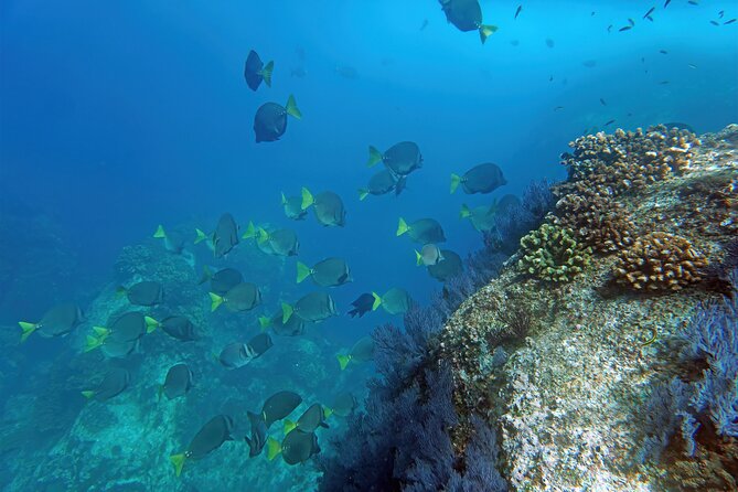 Los Cabos Snorkeling Tour by Speed Boat with Photos Included - Snorkeling in the Sea of Cortez