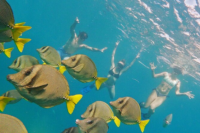 Los Cabos Snorkeling Tour by Speed Boat with Photos Included - Helpful Guides for First-Time Snorkelers