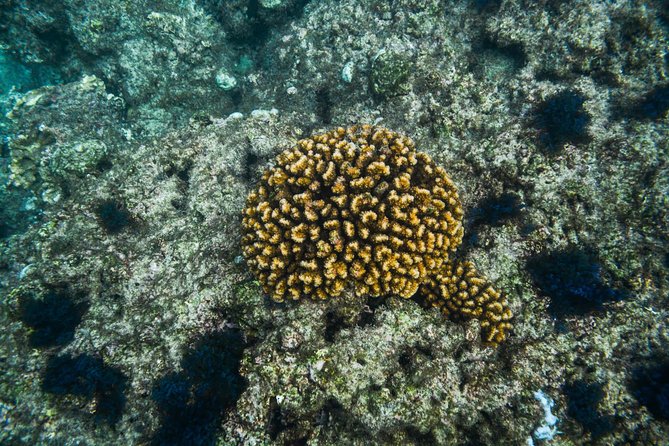 Los Cabos Snorkeling Tour to Chileno Bay and Santa Maria Cove - Why the guides matter more than the gear
