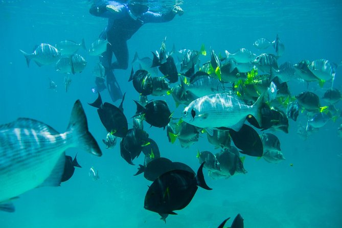 Los Cabos Snorkeling Tour to Chileno Bay and Santa Maria Cove - What the $95 price includes