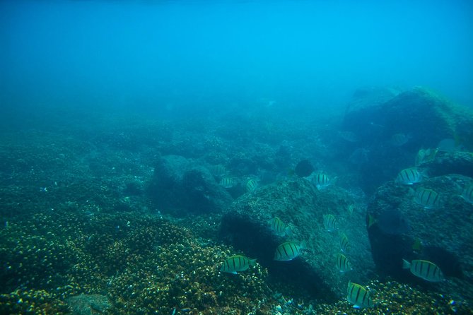 Los Cabos Snorkeling Tour to Chileno Bay and Santa Maria Cove - What to bring and what to leave behind