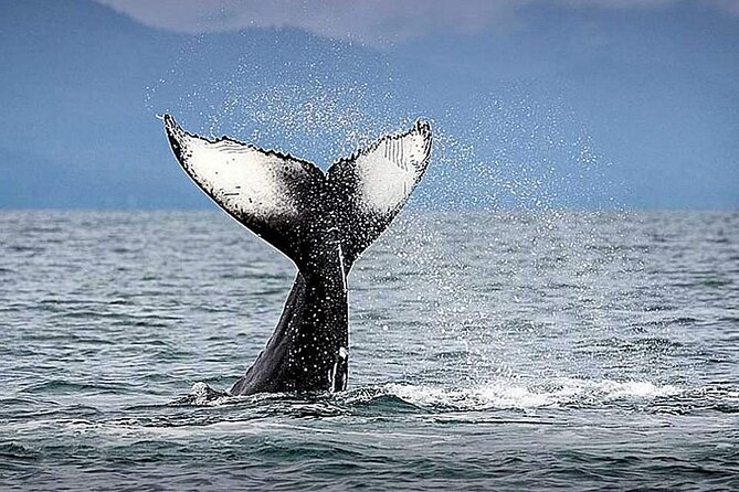 Los Cabos Whale Watching & Snorkel Adventure with Food & Drinks - Starting at Cabo San Lucas Marina