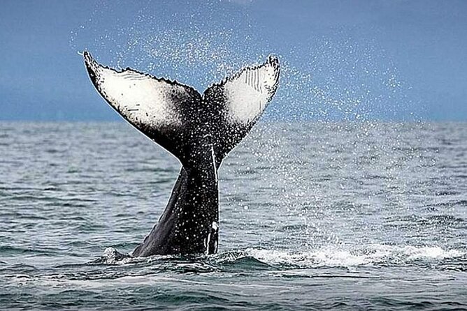 Los Cabos Whale Watching & Snorkel Adventure with Food & Drinks - Snorkeling and paddle boarding add variety