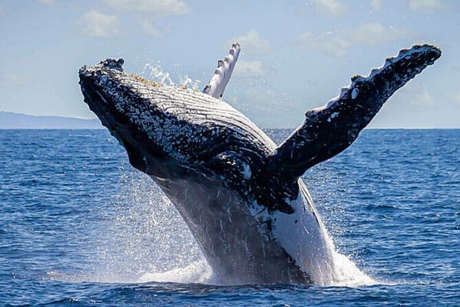 Los Cabos Whale Watching & Snorkel Adventure with Food & Drinks - Lunch arrives with ceviche and fajitas