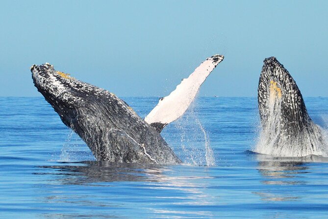 Los Cabos Whale Watching & Snorkel Adventure with Food & Drinks - Who will enjoy this most?