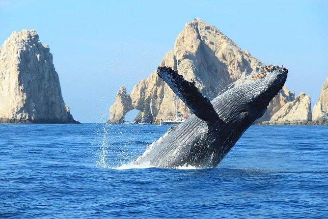 Los Cabos Whale Watching & Snorkel Adventure with Food & Drinks - Whale watching depends on luck and timing
