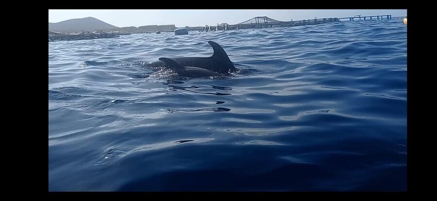 Los Cristianos: Kayak & Snorkel Tour with turtles and photos included - Playa de Los Cristianos: your first paddle