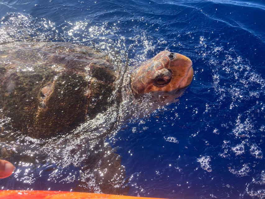 Los Cristianos: Kayak & Snorkel Tour with turtles and photos included - Photos, equipment, and the small extras