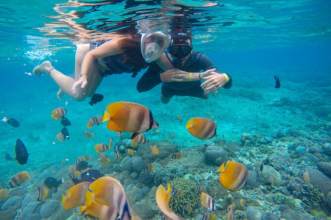 Lovina Dolphin Watching, Swimming, and Snorkeling Experience - Snorkeling over Lovina’s coral and fish