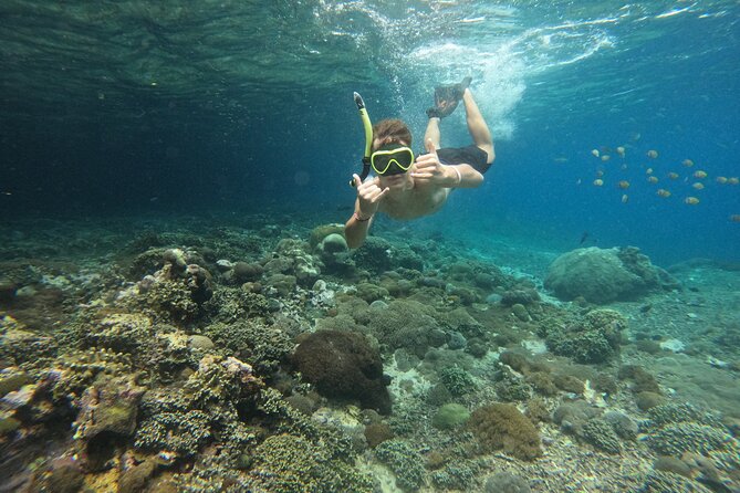 Lovina Dolphin Watching, Swimming, and Snorkeling Experience - What the $34.93 price really covers
