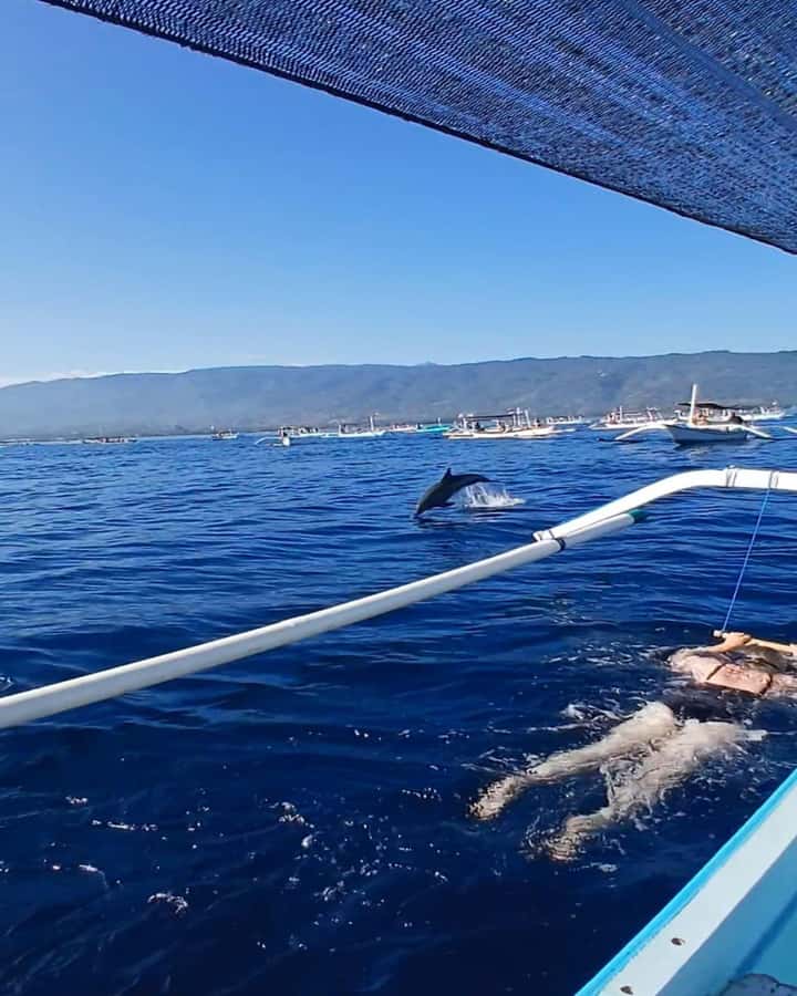 Lovina : SPECIAL FULL TRIP dolphin watch, swim, and snorkel - Watching dolphins in Lovina Bay