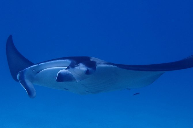 Luxury Full Day Snorkeling - Coral Gardens, Moray Eels, and Barracuda