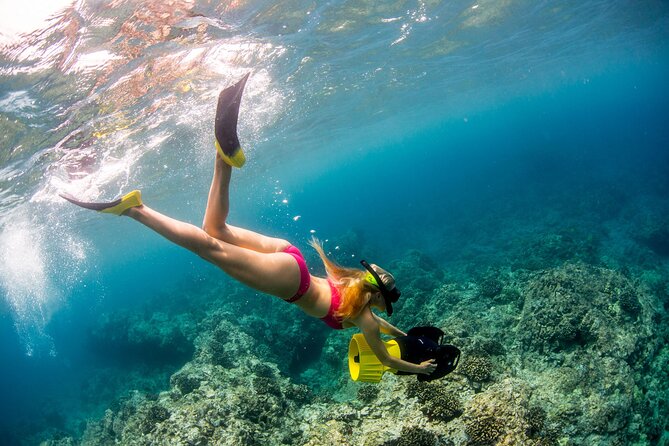 Luxury Kona Coast Snorkel Tour Including Lunch - Wildlife, whales, dolphins, and the luck factor