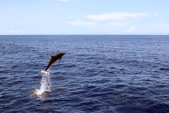 Luxury Snorkel Cruise, Local Buffet with Whale & Dolphin Watch - Onboard photographs add real value