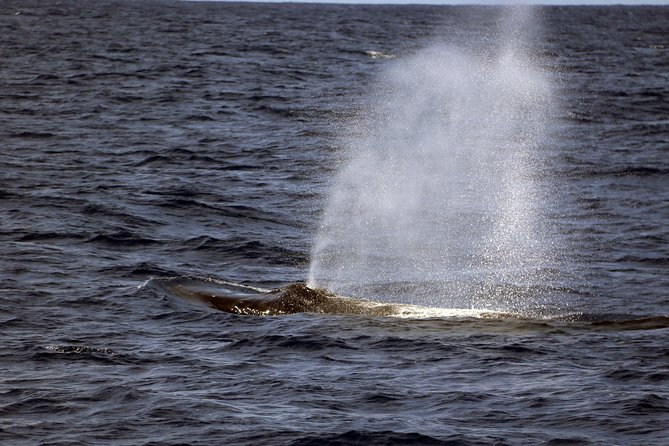 Luxury Snorkel Cruise, Local Buffet with Whale & Dolphin Watch - Is $174 a fair price?