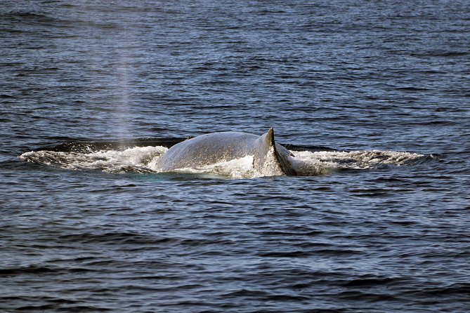 Luxury Snorkel Cruise, Local Buffet with Whale & Dolphin Watch - Who will enjoy this cruise most?