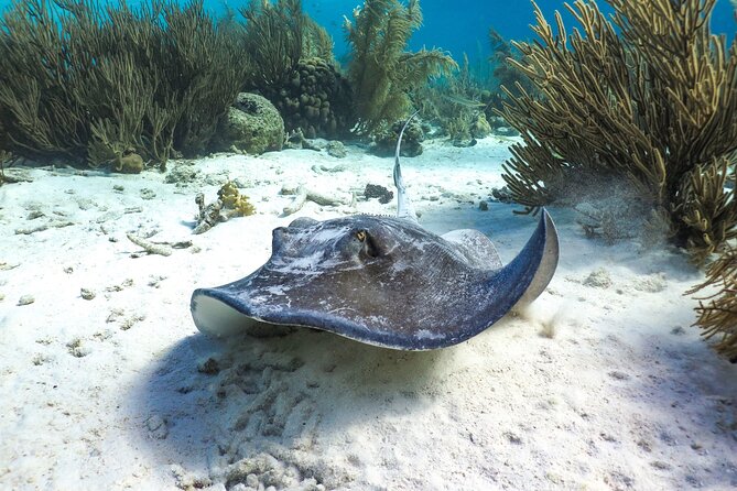 Luxury snorkel trip on a spacious wooden schooner and local lunch - The rope swing and lively ride home