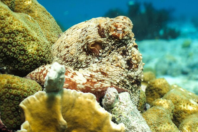 Luxury snorkel trip on a spacious wooden schooner and local lunch - How much value do you get for $95?