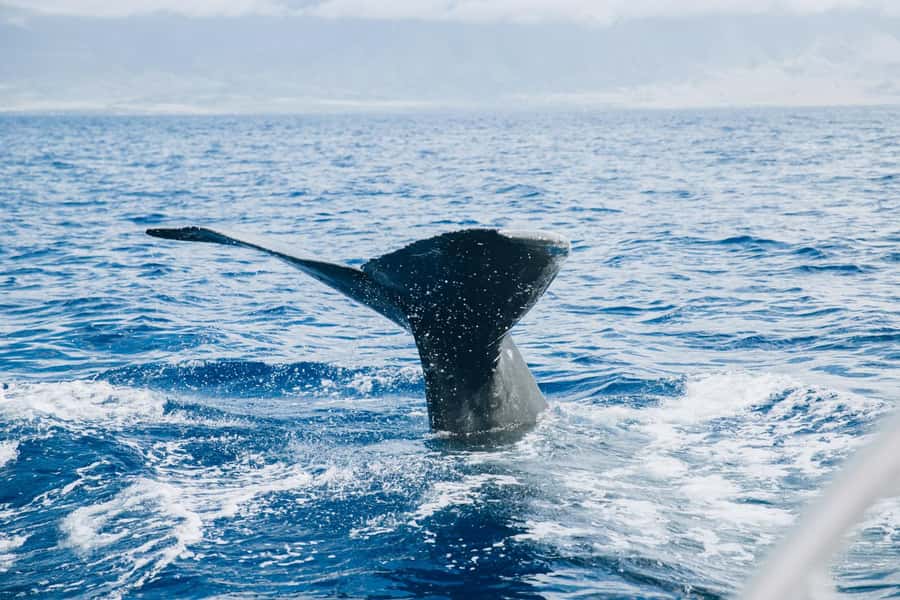 Maalaea: West Maui Snorkeling & Sailing Day Trip with Lunch - Who Will Enjoy This Five-Hour Catamaran Trip