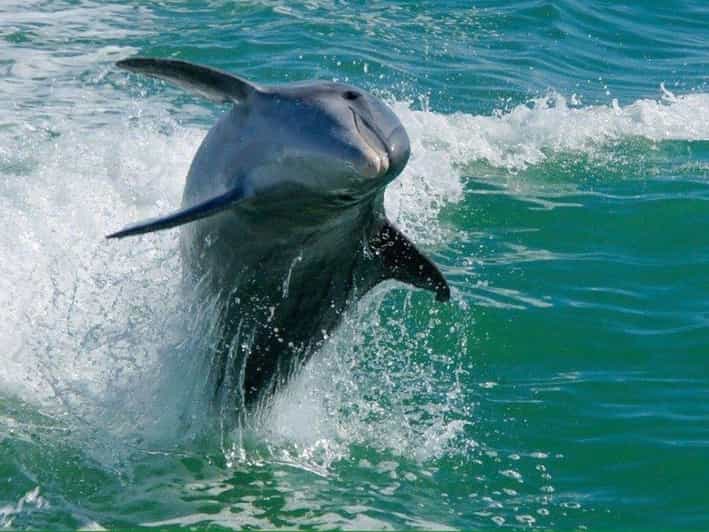 Madeira Beach: Egmont Key Snorkeling and Dolphin Cruise - Choosing between ruins and grass flats