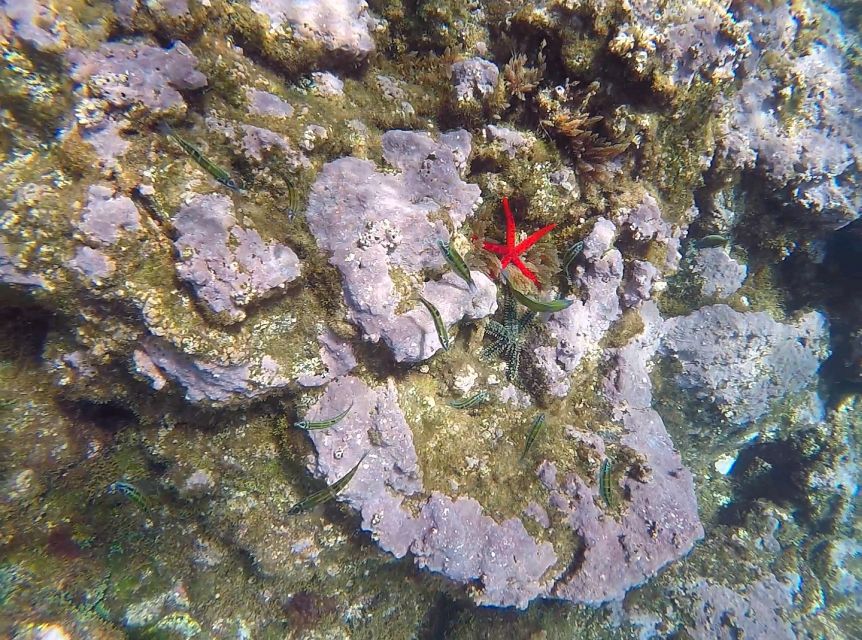 Madeira: Garajau Nature Reserve Kayak and Snorkel Tour - Snorkeling in Garajau’s clear water
