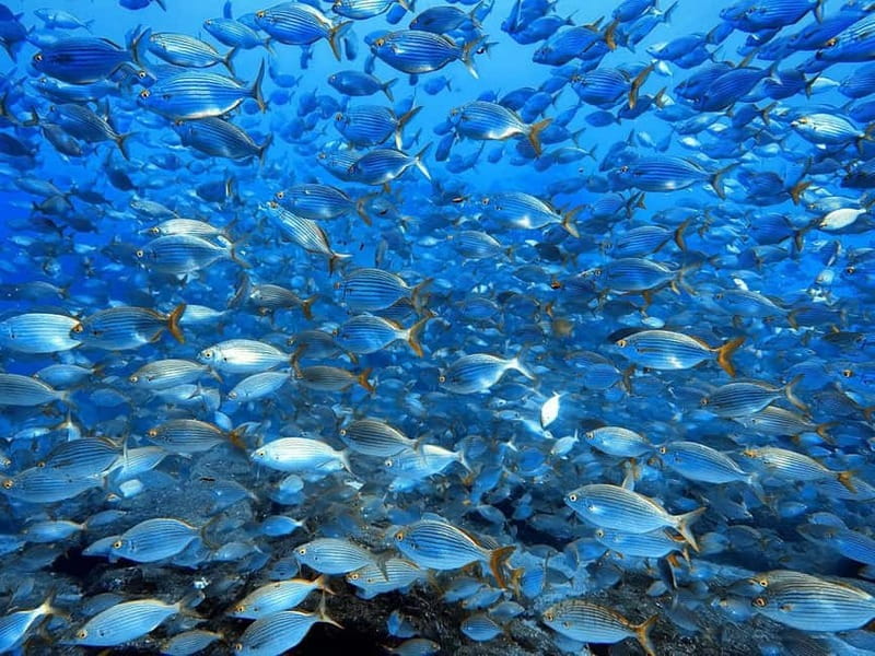 Madeira: Ponta de São Lourenço Snorkeling Boat Trip - Safety, comfort, and the small details that matter