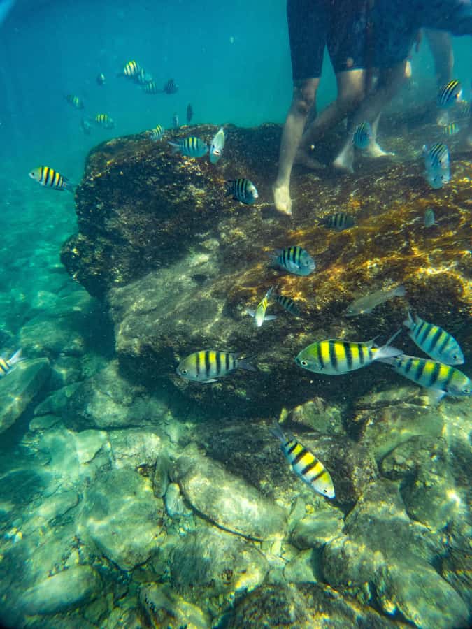 Magdalena: Tayrona Park Cruise with Snorkeling & Beaches - Granate is the main snorkeling chance