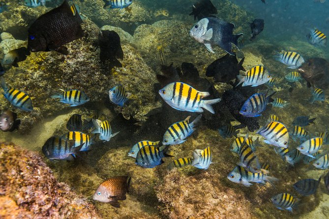 Magical Cenote and Paradise Lagoon Snorkeling Adventure - What the $99 price really includes