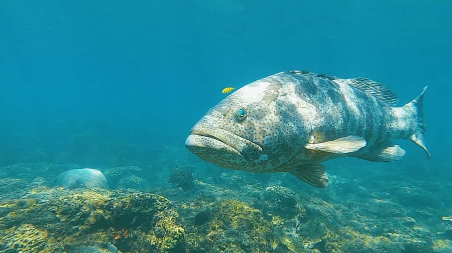 Magnetic Island: Snorkel Discovery Tour - Meeting the boat at Nelly Bay Marina