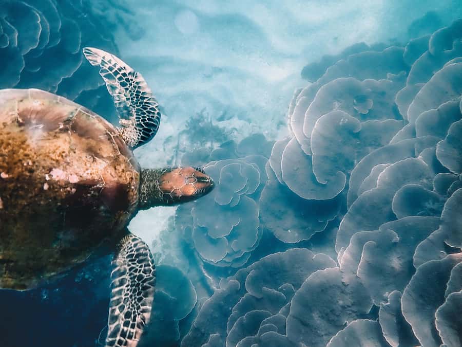 Magnetic Island: Snorkel Discovery Tour - Finding quiet beaches and coastal views