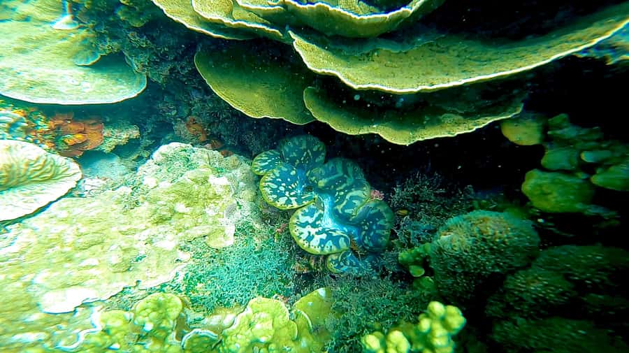 Magnetic Island: Snorkel Discovery Tour - Snorkeling with support in the water