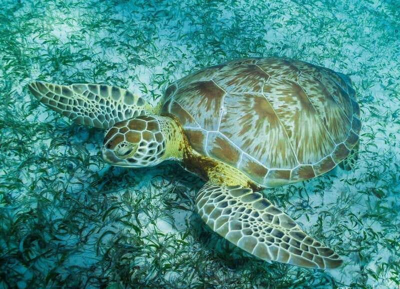 Mahahual: Snorkel Tour in Reef Lagoon - Key points to know before you book