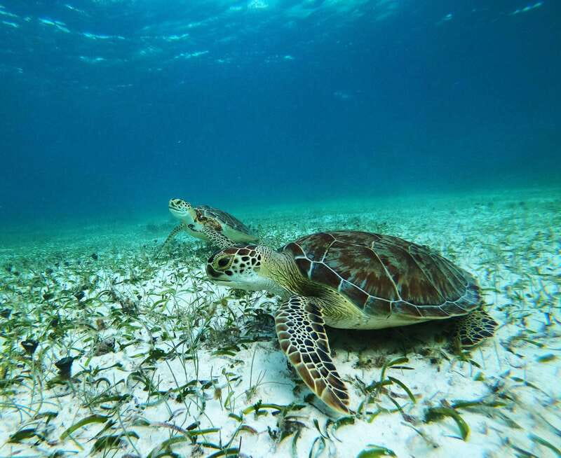 Mahahual: Snorkel Tour in Reef Lagoon - Why Mahahual’s reef lagoon works well for snorkeling