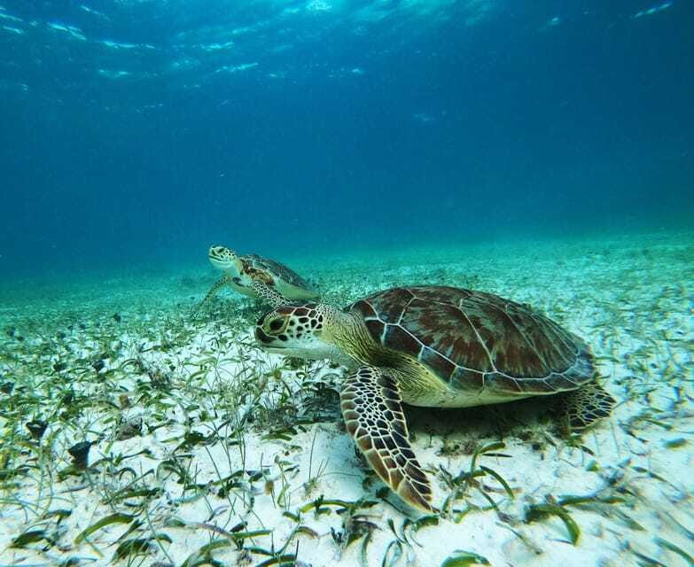 Mahahual: Snorkel Tour in Reef Lagoon - The ten-minute boat ride to the reef
