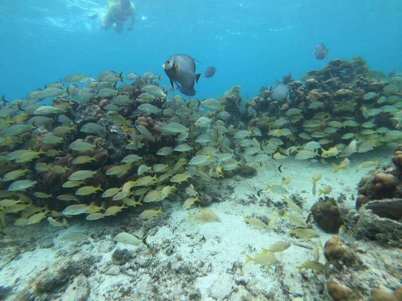 Mahahual: Snorkel Tour in Reef Lagoon - One hour among coral heads, grass, and sand