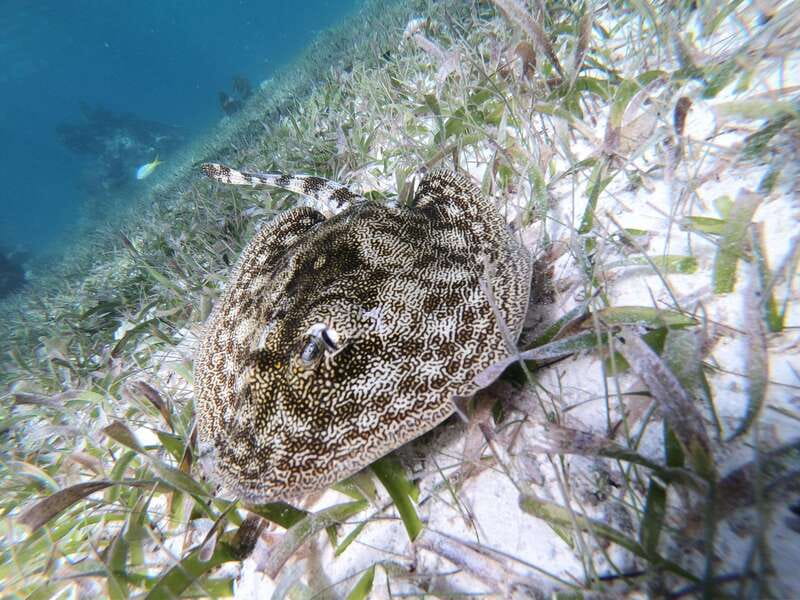 Mahahual: Snorkel Tour in Reef Lagoon - Sunscreen rules protect the reef
