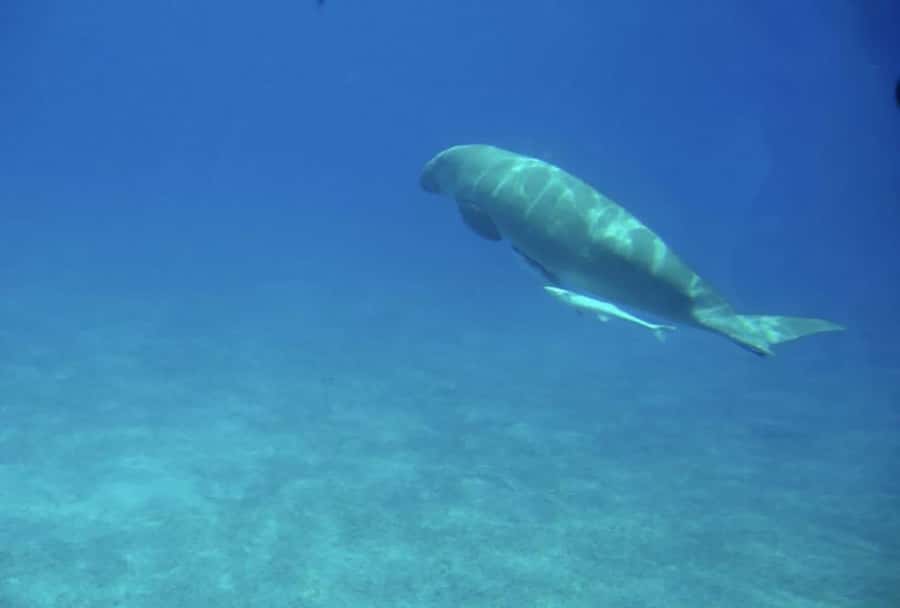 Makadi Bay: Royal Seascope Submarine Cruise & Snorkel stop - What the Royal Seascope experience is really like