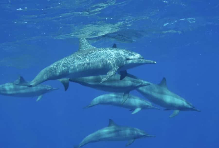 Makadi Bay: Royal Seascope Submarine Cruise & Snorkel stop - Who will enjoy this most?