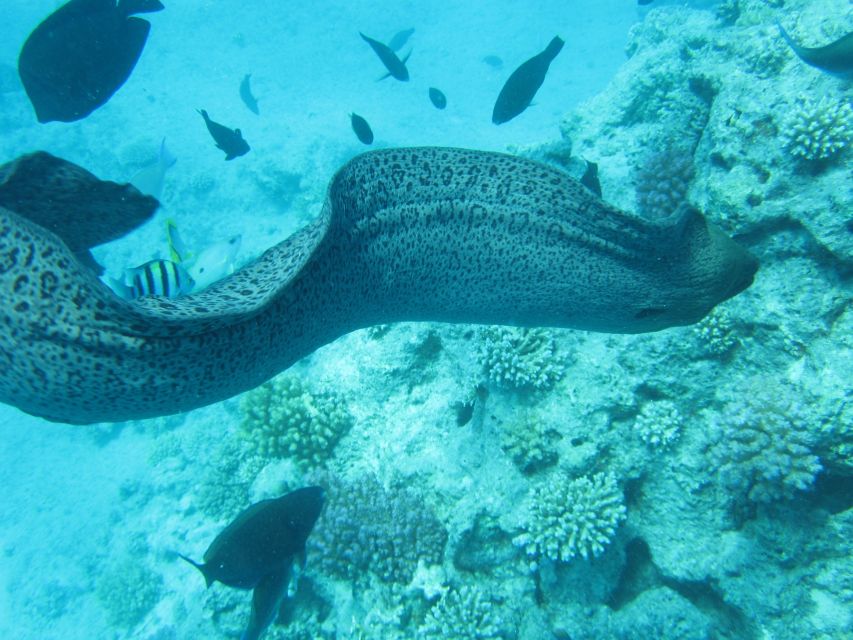 Makadi Bay: Snorkelling and Diving Island Trip - The optional underwater session
