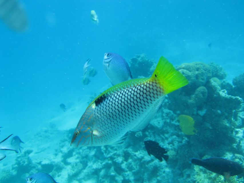 Makadi Bay: Snorkelling and Diving Island Trip - Two hours around Giftun Island