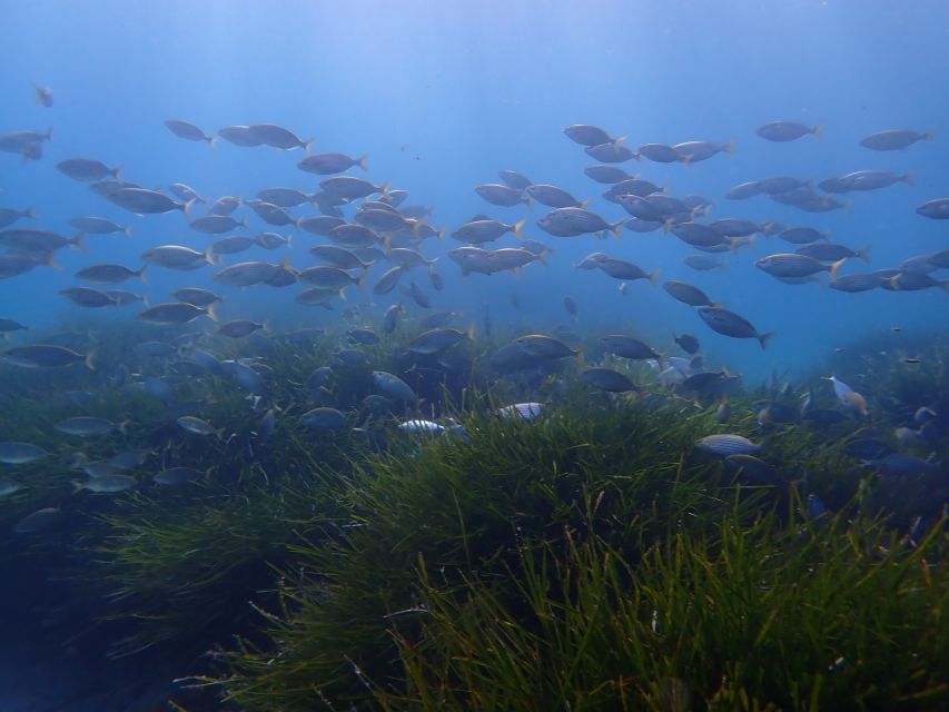 Mallorca: Snorkeling in a Beautiful Nature Reserve - The safety briefing comes before the fun