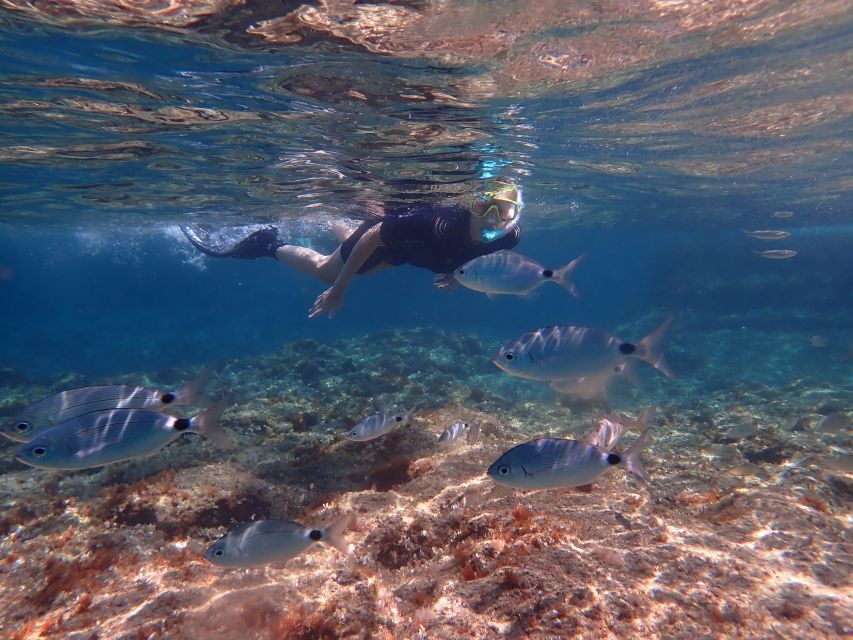 Mallorca: Snorkeling in a Beautiful Nature Reserve - A calm group makes a real difference