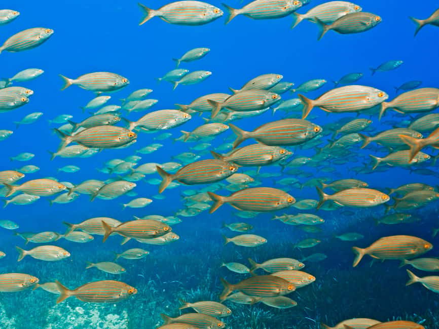 Mallorca: Snorkeling tour with diving instructor from a boat - Cap de Formentor - Starting at SCUBANEO in Port de Pollença